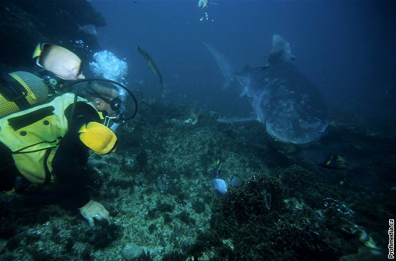 Za potápním vyráí kadý rok do zahranií 45 000 ech.