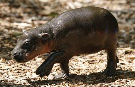 Australskou zoo poslil vzcn hrok