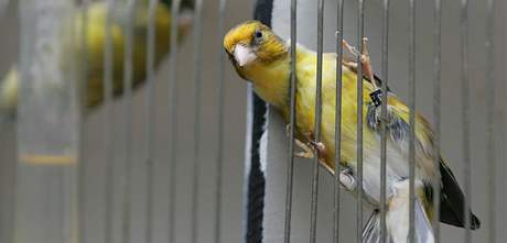 V Botanick zahrad v Brn se kon vstava exotickho ptactva