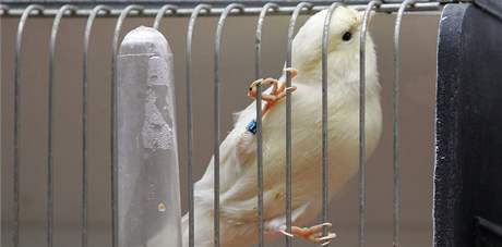 V Botanick zahrad v Brn se kon vstava exotickho ptactva
