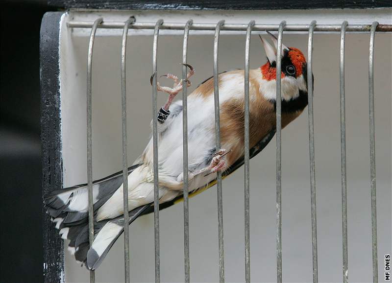 V Botanické zahrad v Brn se koná výstava exotického ptactva