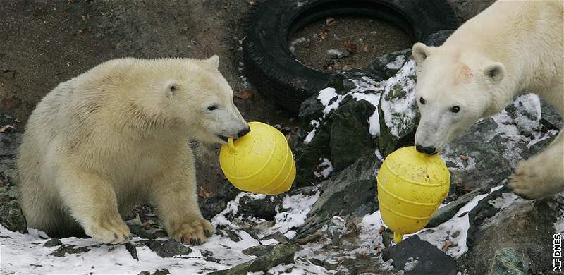 Na první narozeniny dostala medvíata z brnnské zoo dv luté plastové bójky a rybí dort