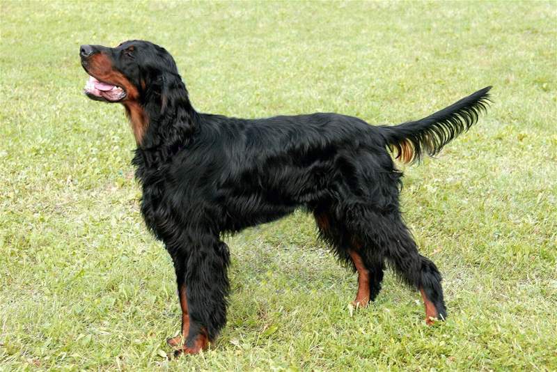 Gordon setter