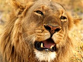 Na safari v botswanském Okavangu Na safari v botswanském Okavangu
