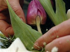 Z drtku vytvote podkovu a pipevnte hlaviku tulipnu