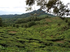 Borneo