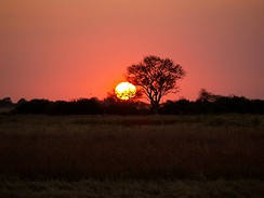 Na safari v botswanskm Okavangu