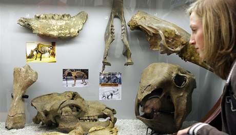 Lidé uvidí vzácnou sbírku zkamenlin s modely prehistorických zvíat, kterou se po letech podailo vzkísit a doplnit