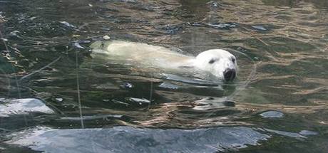 Praská zoo pila v noci na dneek o mlád ledního medvda. Ilustraní foto