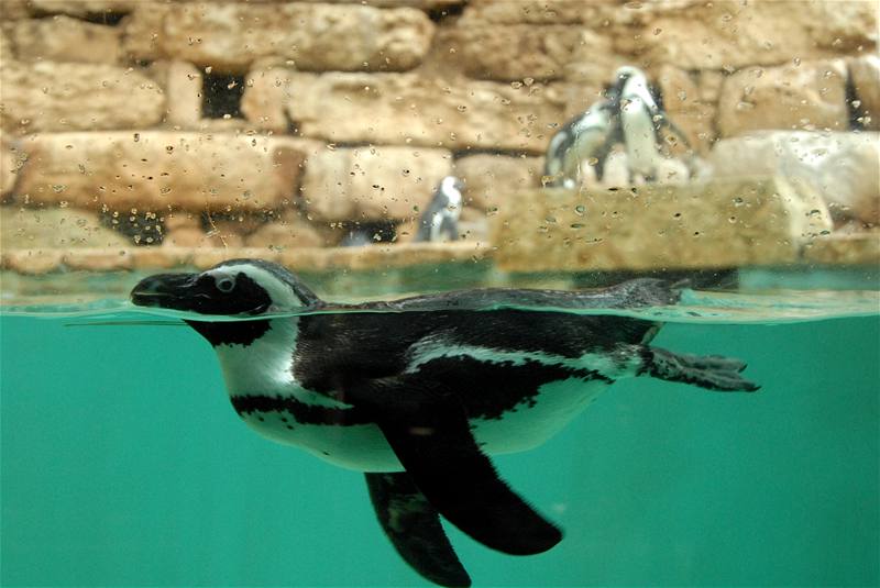 Zoo v Jeruzalém: informaní stedisko s bufetem má podobu Noemovy archy