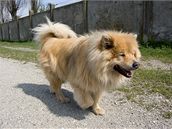 Eurasier