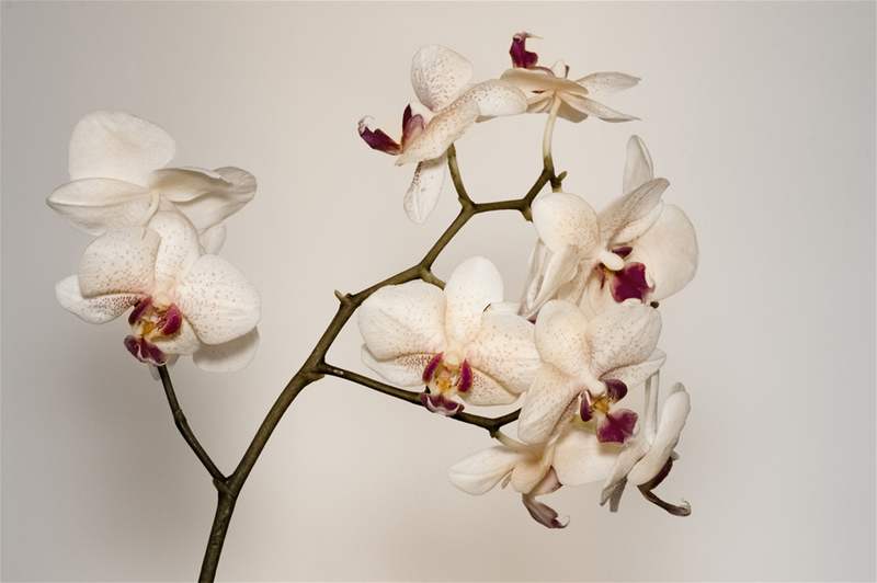 Orchideje rodu Phalaenopsis, kvetoucí fantazie pírody, mete pstovat i vy