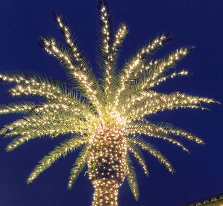 V tropech si místo vánoního stromku zdobí palmu