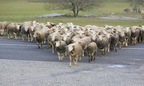 ovce - stádo - ilustraní foto