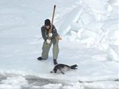 V Kanad kadm rokem zeme ron na ti sta tisc pevn tulench mlat. Ochrnci zvat lovce obviuj z brutality.