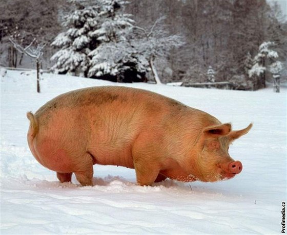 Podle ochránc zvíat ale i politik je pokus jen pohbíváním zaiva. Ilustraní foto.