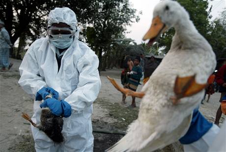 Virus H5N1 byl objeven v roce 2003 v Asii a podle WHO se jím od té doby nakazilo 391 lidí. Ilustraní foto
