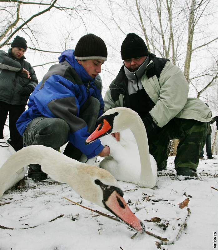 Kroukování labutí u rybníka Bajkal v Pardubicích.