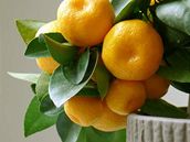 Calamondin je křížencem mezi kumkvátem (nebo chcete-li kumquatem) a některou z mandarinek. Calamondin je křížencem mezi kumkvátem (nebo chcete-li kumquatem) a některou z mandarinek.