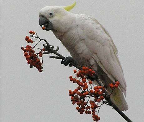 Papoukovi kakadu z Prahy 6, který uletl svému majiteli, zabil mráz jeho kamaráda