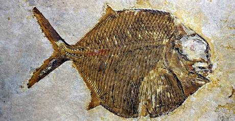Dosud si vdci mysleli, e prehistorické ryby se páily kladením vajíek. Ilustraní foto.