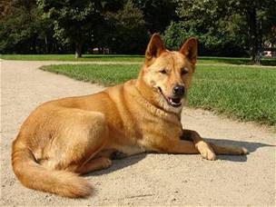 Pes dingo (na snímku) je jedním z pedk australského honáckého psa. 