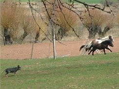 Chovatel kon i dobytka si australskho honckho psa cen jako obrovskho pomocnka.