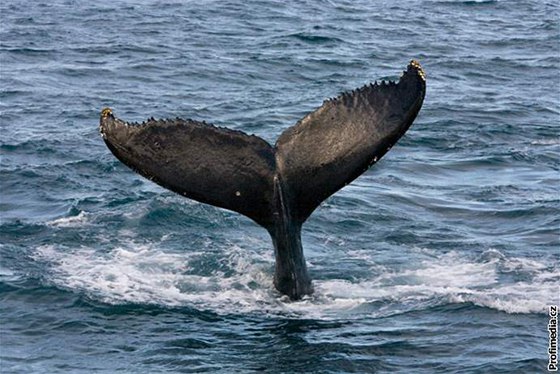 Velryby loví k nelibosti ochranáských organizací napíklad Japonsko, Norsko i Grónsko.