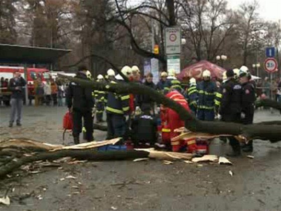 Padající strom v roce 2009 usmrtil dva chlapce, podobným netstím má zabránit kácení potenciáln nebezpených strom.