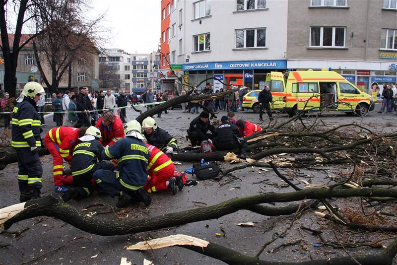 Spadlý strom v centru Zlína