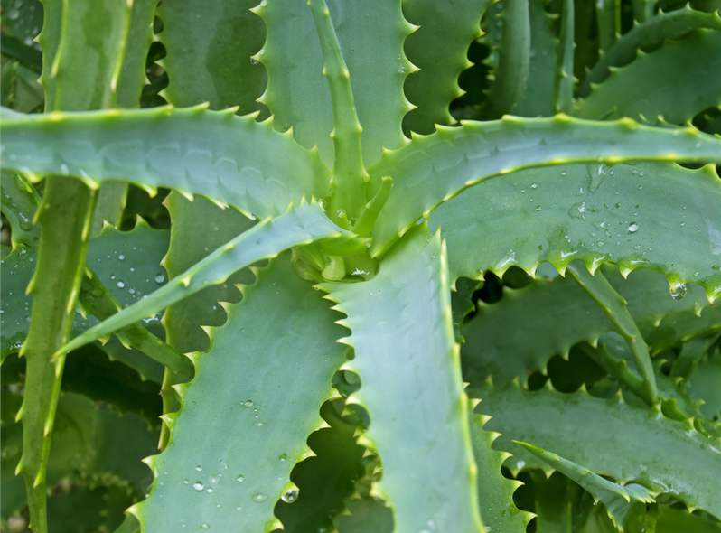 Aloe pravá