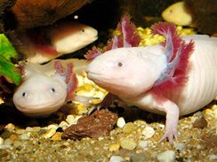 Axolotl ije nejastji v pru
