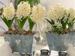 Hyacinty vm krsn dotvo i atmosfu slavnostn prostenho stolu. 