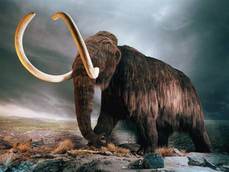 Mamut. Ilustraní foto