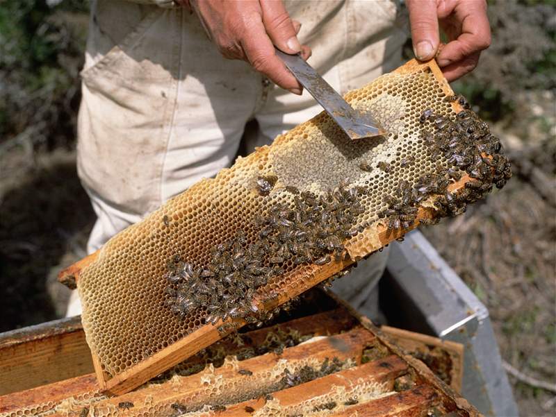 Vela sající med