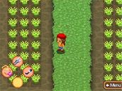 Harvest Moon DS: Island of Happiness