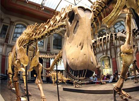 Dinosaui, dávní vládci pevniny i vzduchu, patí mezi ozdoby muzeí. Ilustraní foto