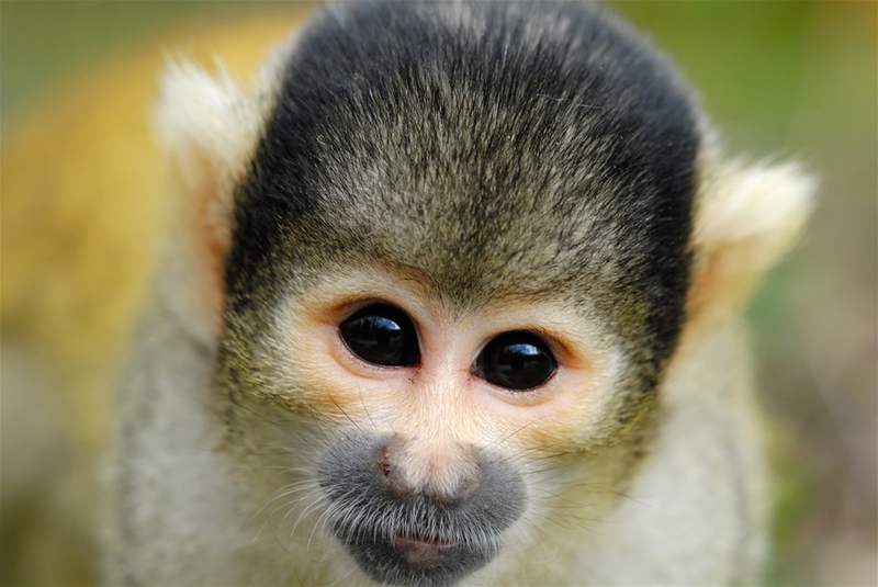 Opika je ilý tvor s vlastním rozumem.