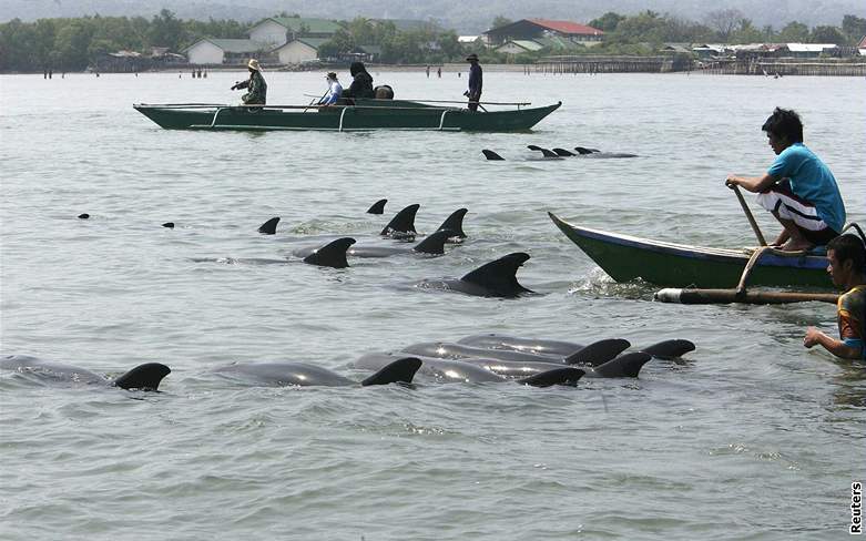 Stovky delfín uvízly v Manilské zátoce.
