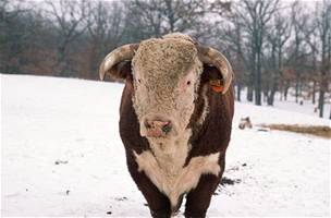 Bhem ivota se u krávy nemoc neprojevila, hlavními znaky bývá tesení tlem a padání na zem. Ilustraní foto