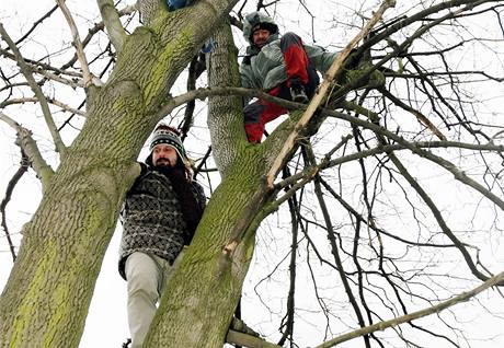 Aktivist brn stromy, kter se kc v parku u Lebny dlouhodob nemocnch ve Vysokm Mt (5. 3. 2009)