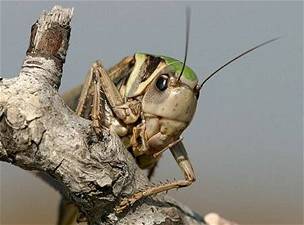 Decticus verrucivorus