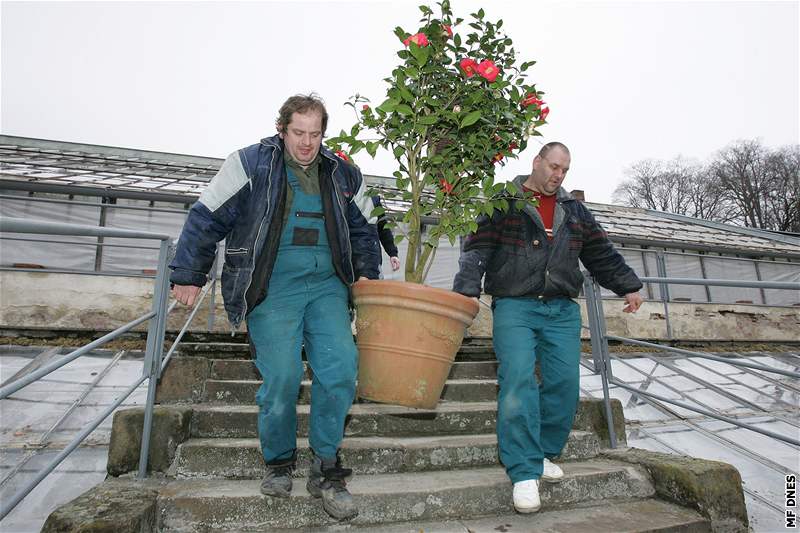 Sthování kamélií z Rájce do Prahy