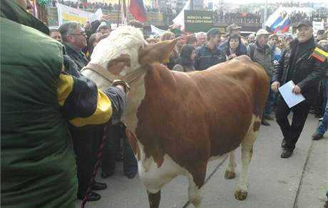 Kráva na demonstraci zemdlc v Praze (12. bezna 2009)