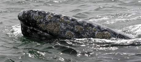 Velryby tradin migrují mezi poloostrovem Baja California na západ Mexika a Beringovým prlivem.