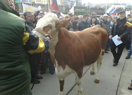 Kráva na demonstraci zemdlc v Praze (12. bezna 2009)