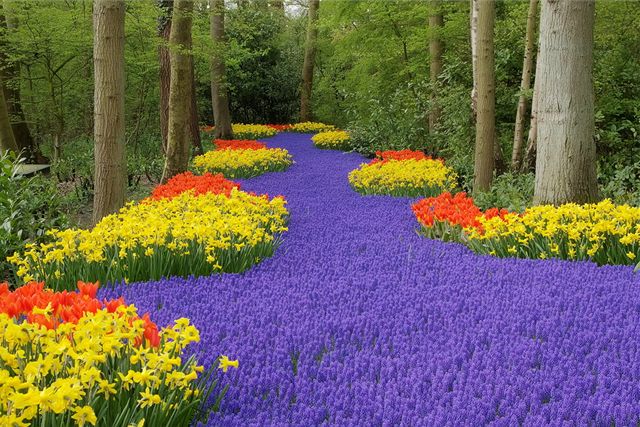 Zámecký park Keukenhof v Holandsku, nejvtí kvtinový park v Evrop, mete letos navtívit od 19. bezna do 21. kvtna.