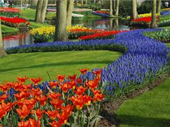 Zmeck park Keukenhof v Holandsku, nejvt kvtinov park v Evrop, mete letos navtvit od 19. bezna do 21. kvtna.