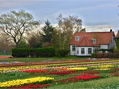 Zmeck park Keukenhof v Holandsku, nejvt kvtinov park v Evrop, mete letos navtvit od 19. bezna do 21. kvtna.