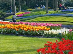 Zmeck park Keukenhof v Holandsku, nejvt kvtinov park v Evrop, mete letos navtvit od 19. bezna do 21. kvtna.